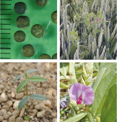 Common vetch at four growth stages